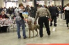  - Paris Dog Show !!!