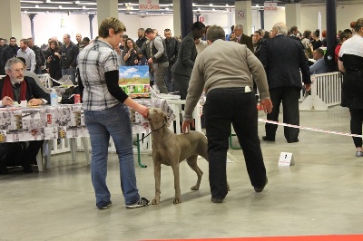 Paris Dog Show !!!